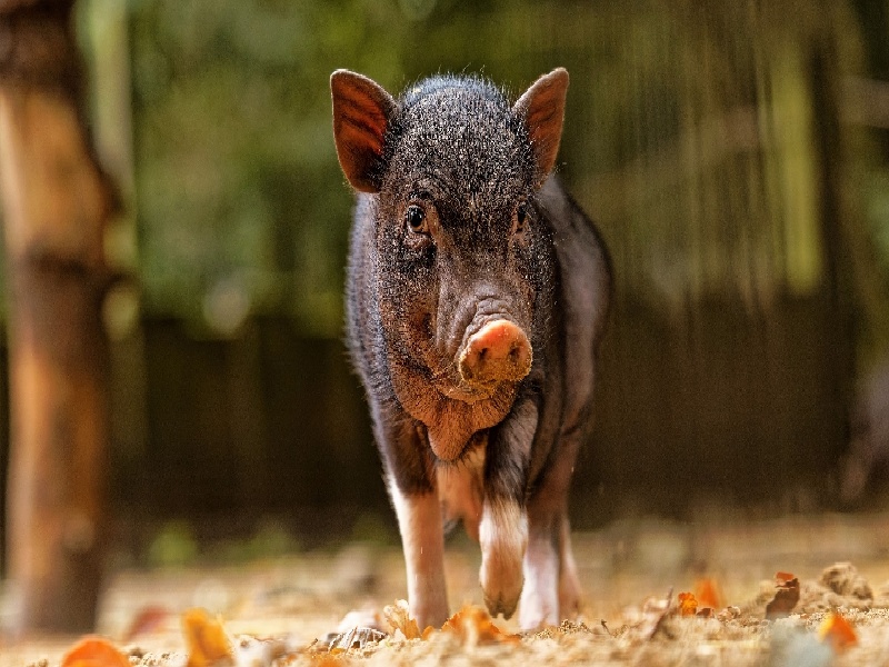 试管里面怎么换水,艾炙后试管怀孕